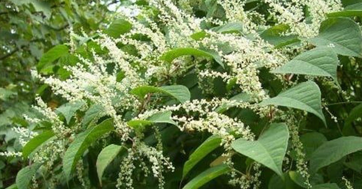 Japanese Knotweed – Information for property buyers