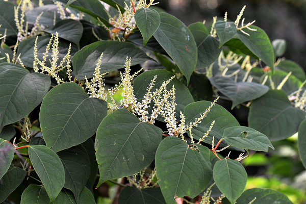 A Guide to Japanese Knotweed